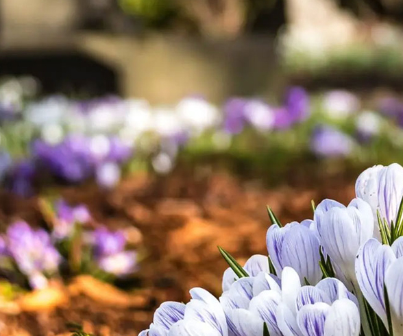 Funeral Directors Plymouth | Funeral Directors in Plymouth | Funeral Directors Saltash | Funeral Directors South Hams | Funeral Directors Crownhill | Funeral Directors Plymstock | Funeral Directors Plympton | Cremation Plymouth | Direct Cremation Plymouth | Cremation South Hams | Undertakers Plymouth | Undertakers South Hams
